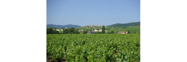 Côte de Nuits