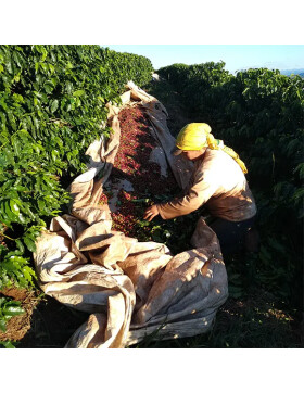 Bio Espresso - "Blacky" ganze Bohnen 1kg Black Hen